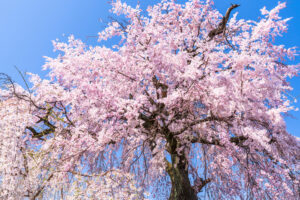 京都的櫻花可以欣賞到什麼時候？現在還來得及的名勝也介紹一下！