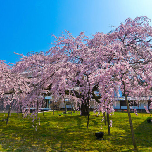 最漂亮的京都櫻花景點是