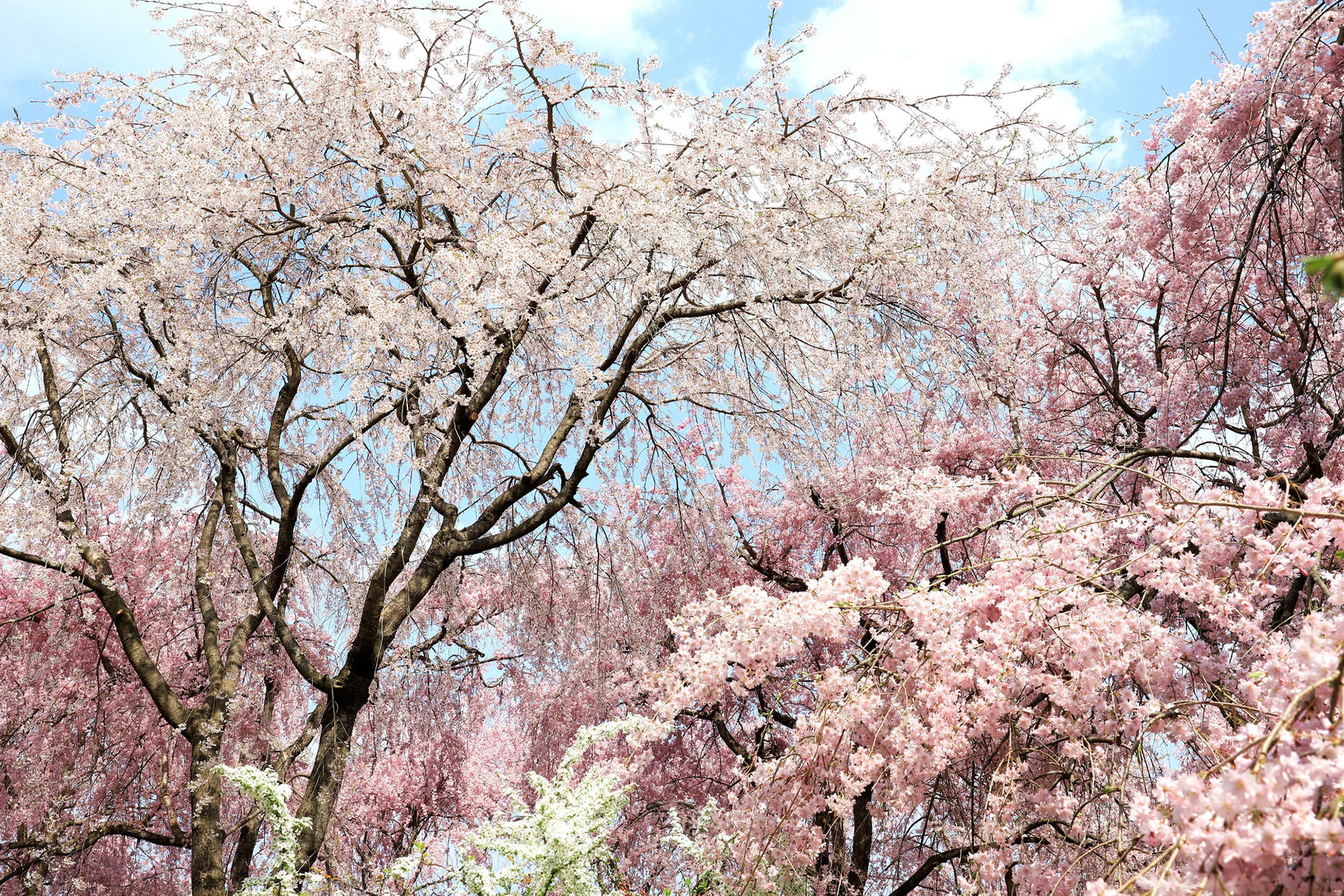 京都櫻花盛開的時期是什麼時候