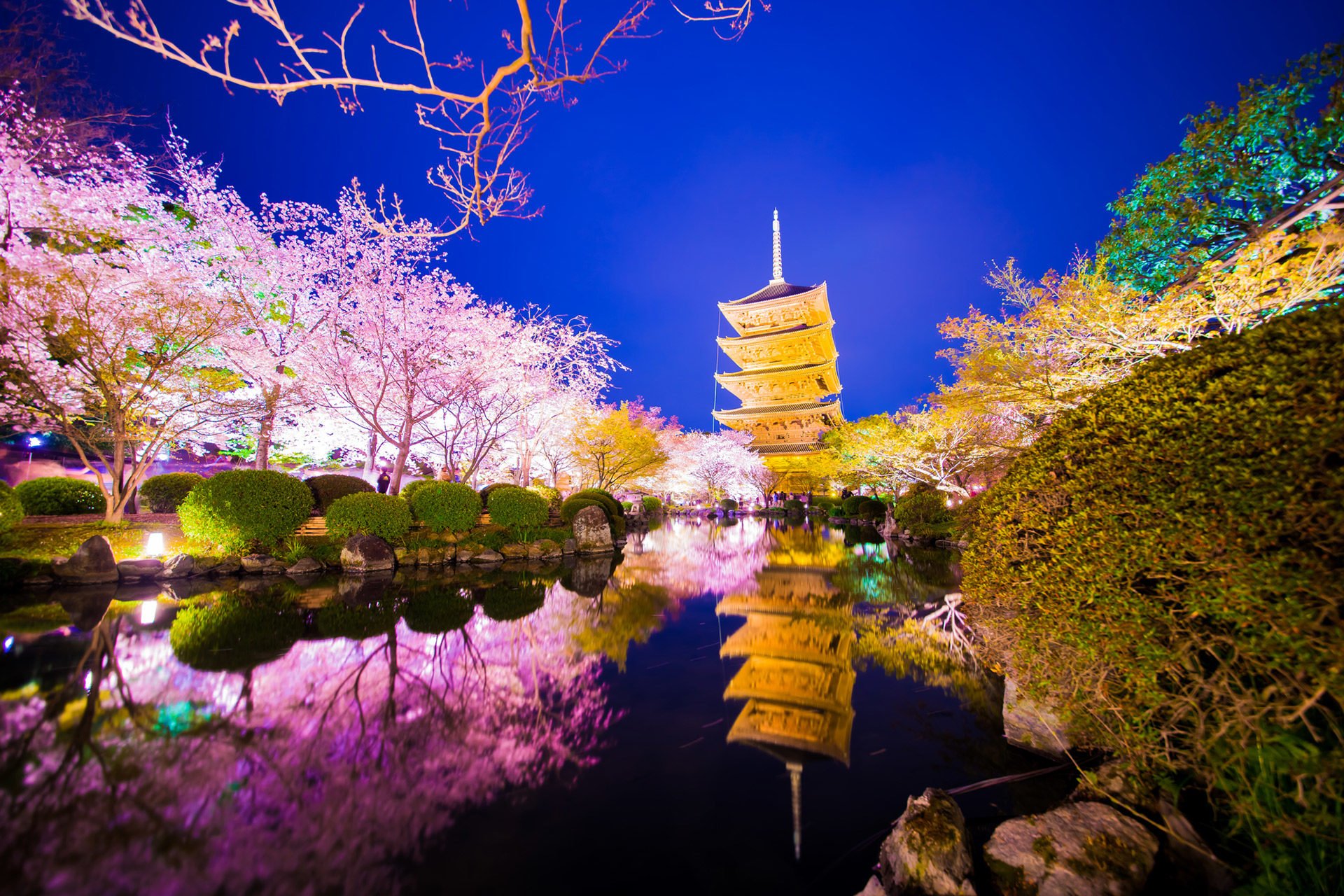 用實況攝像機，來看看京都櫻花的盛開情况吧！
