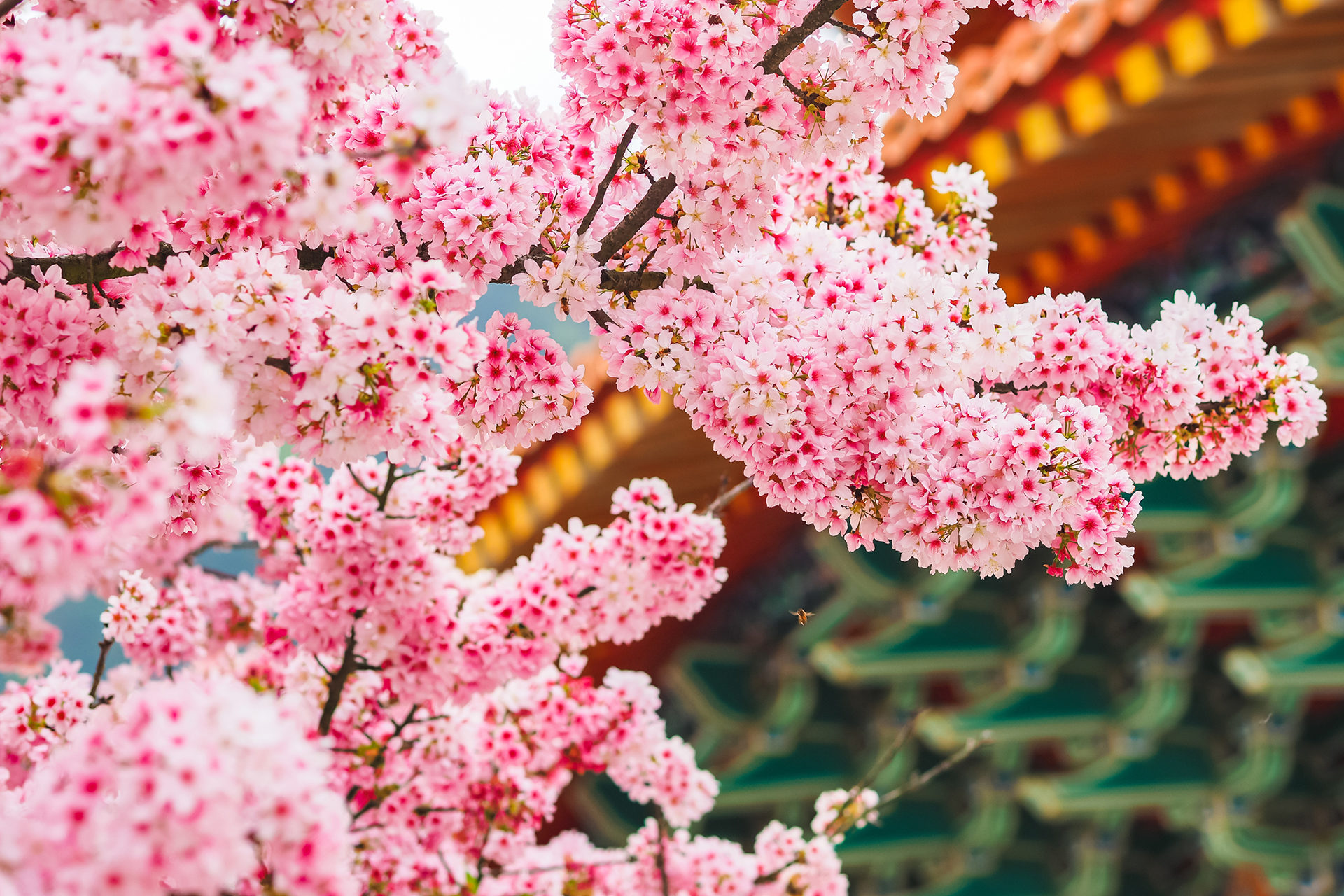 2021年3月京都櫻花的狀況是？