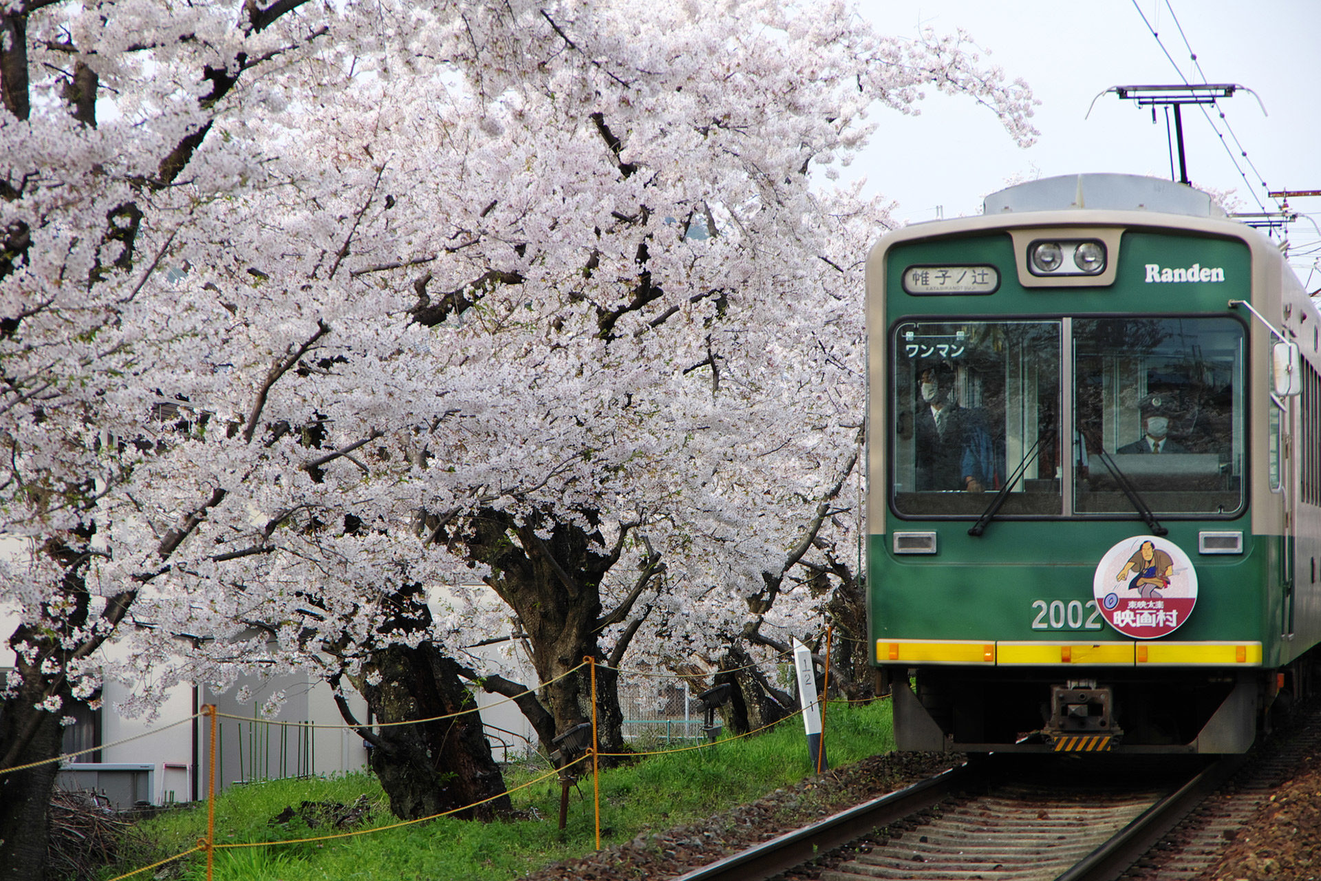 京都美麗的櫻花隧道知道嗎
