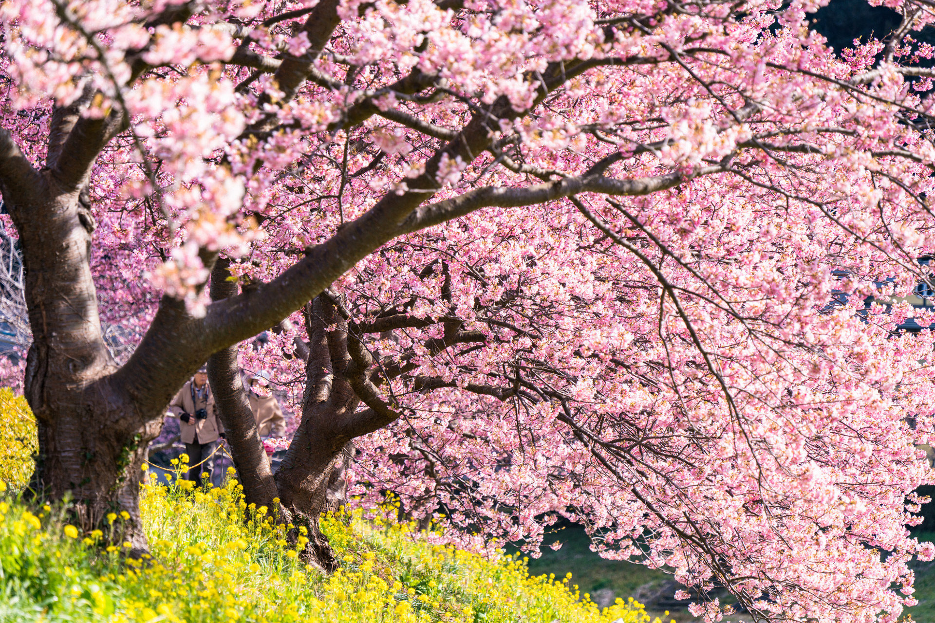 彙集了櫻花名勝的「京都」
