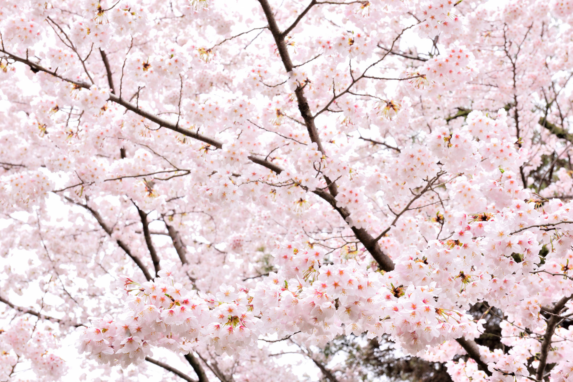 2021年3月京都櫻花的狀況是？