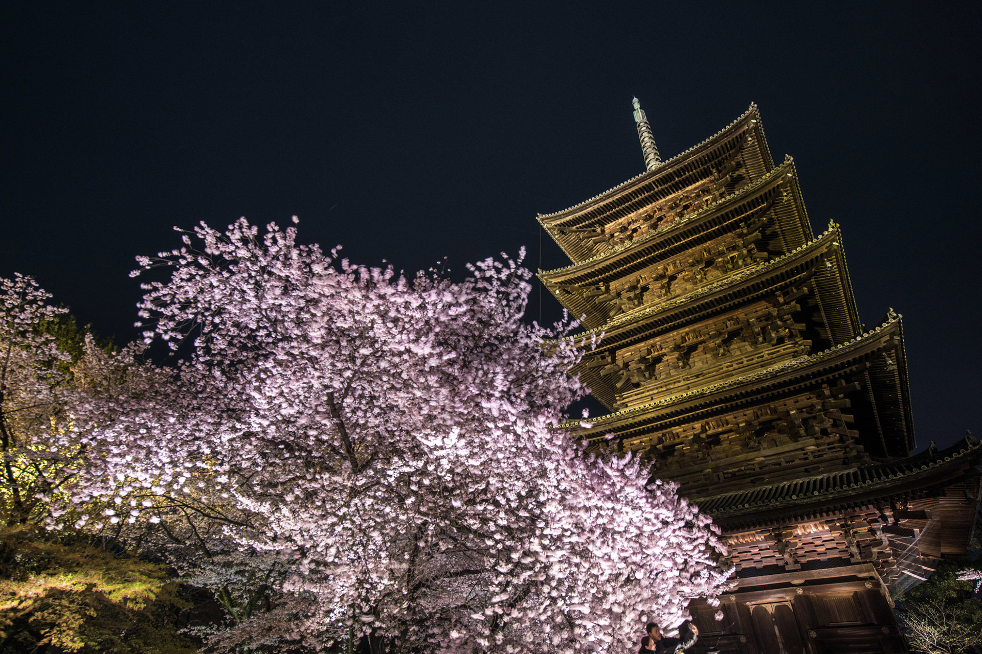 京都「仁和寺」美麗的櫻花