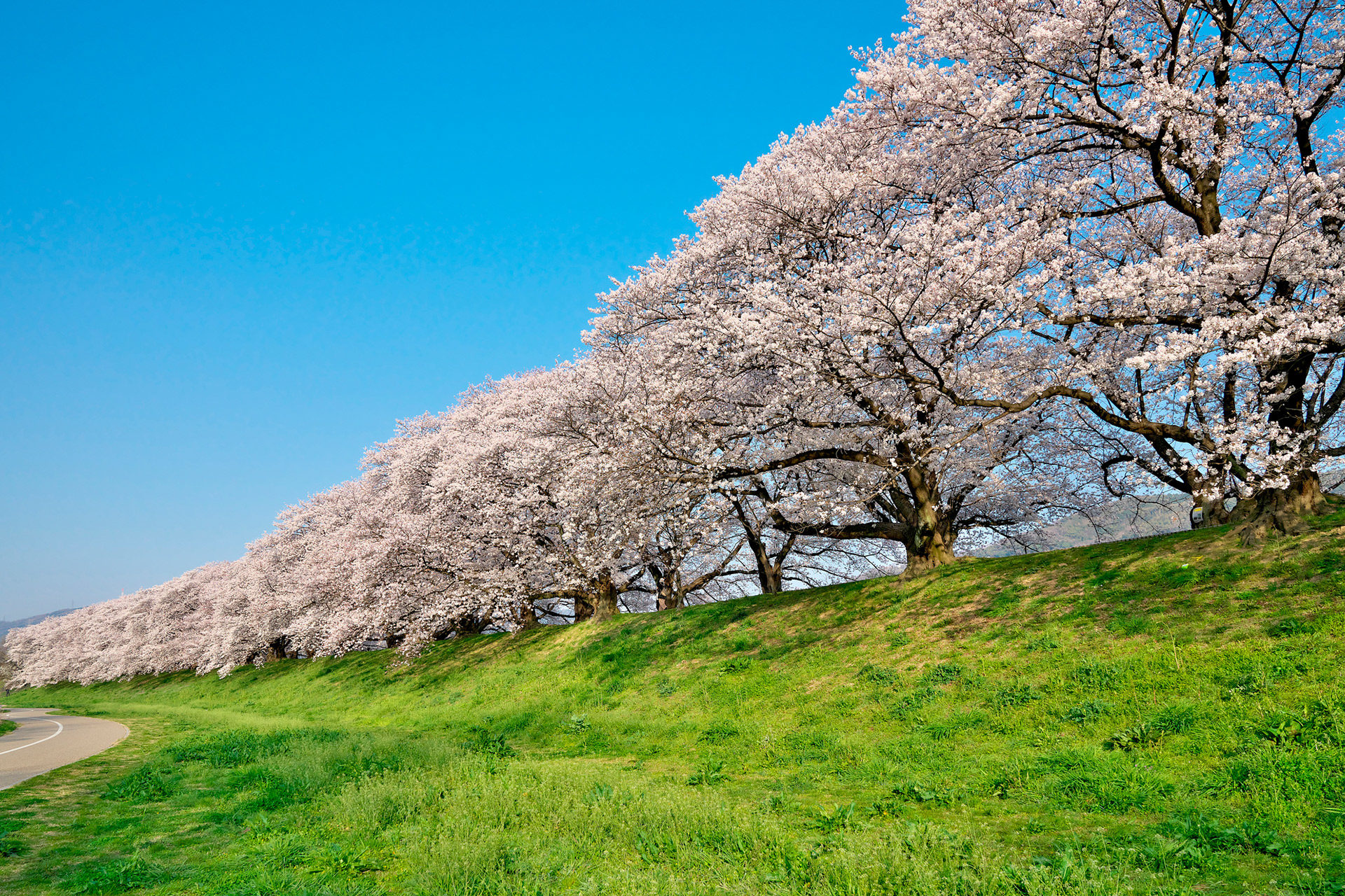 京都櫻花盛開的時期是什麼時候