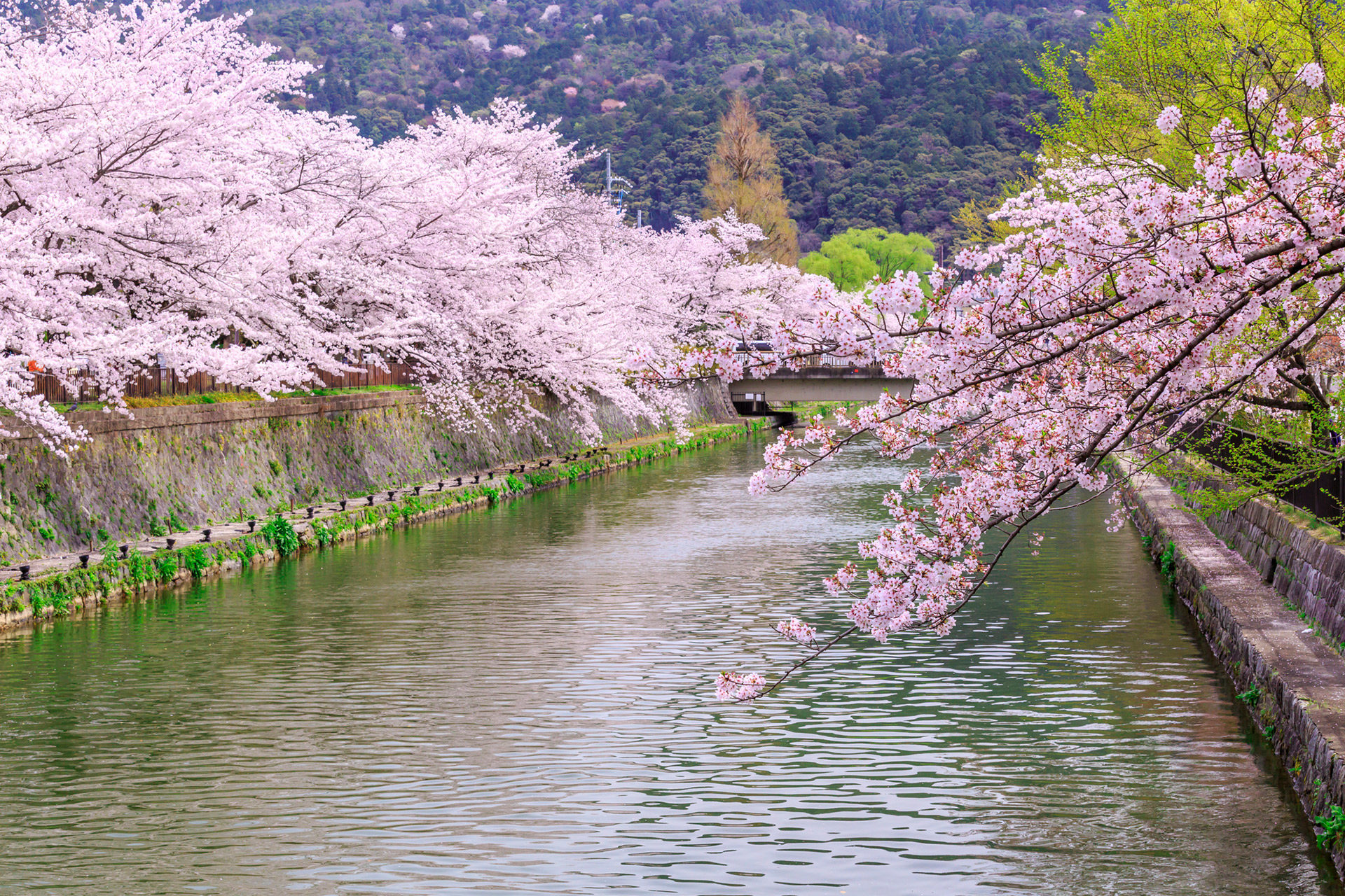 2021年京都櫻花的開花狀況和看點是