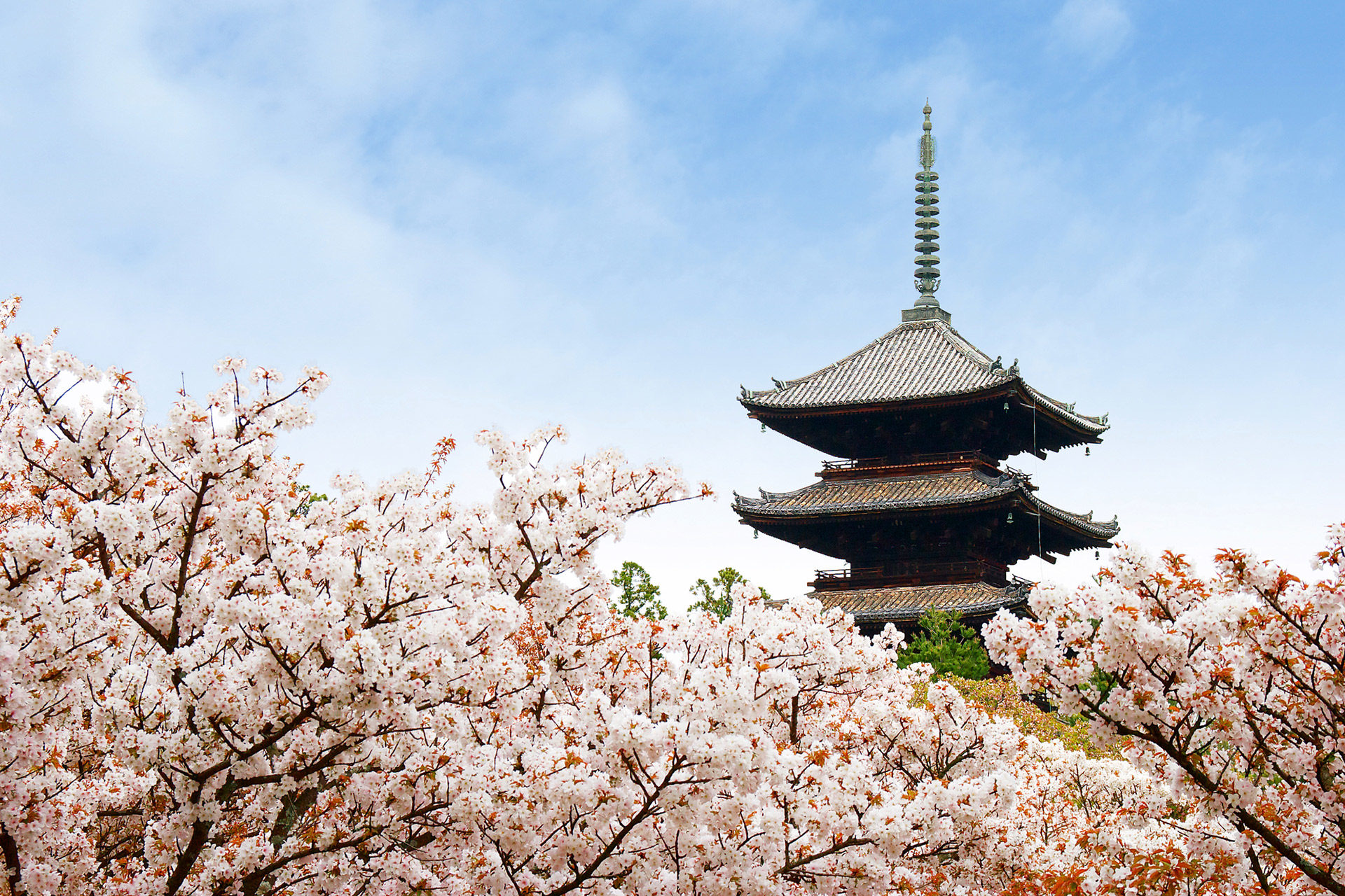 京都「仁和寺」美麗的櫻花