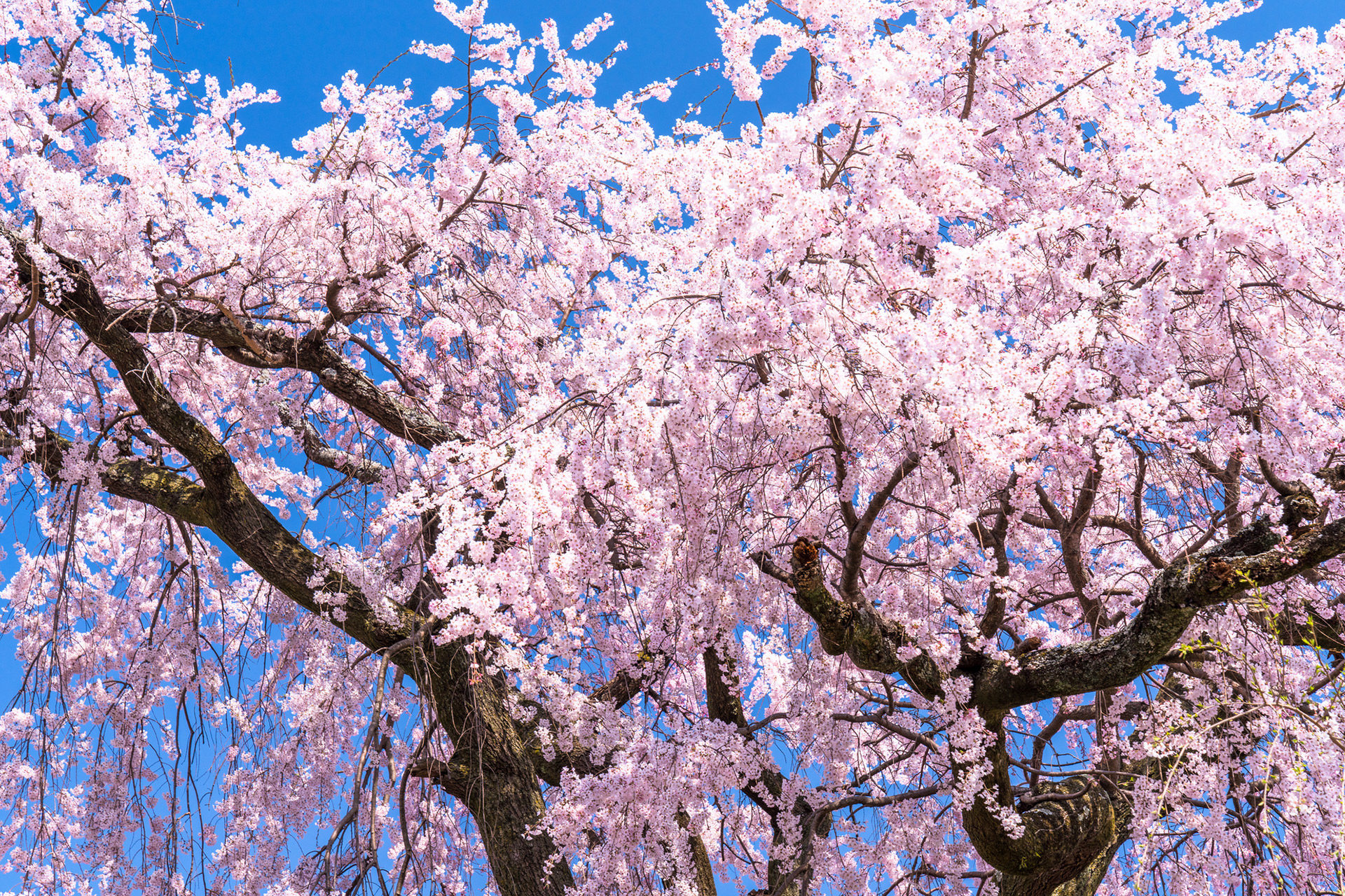 京都有很多櫻花名勝。