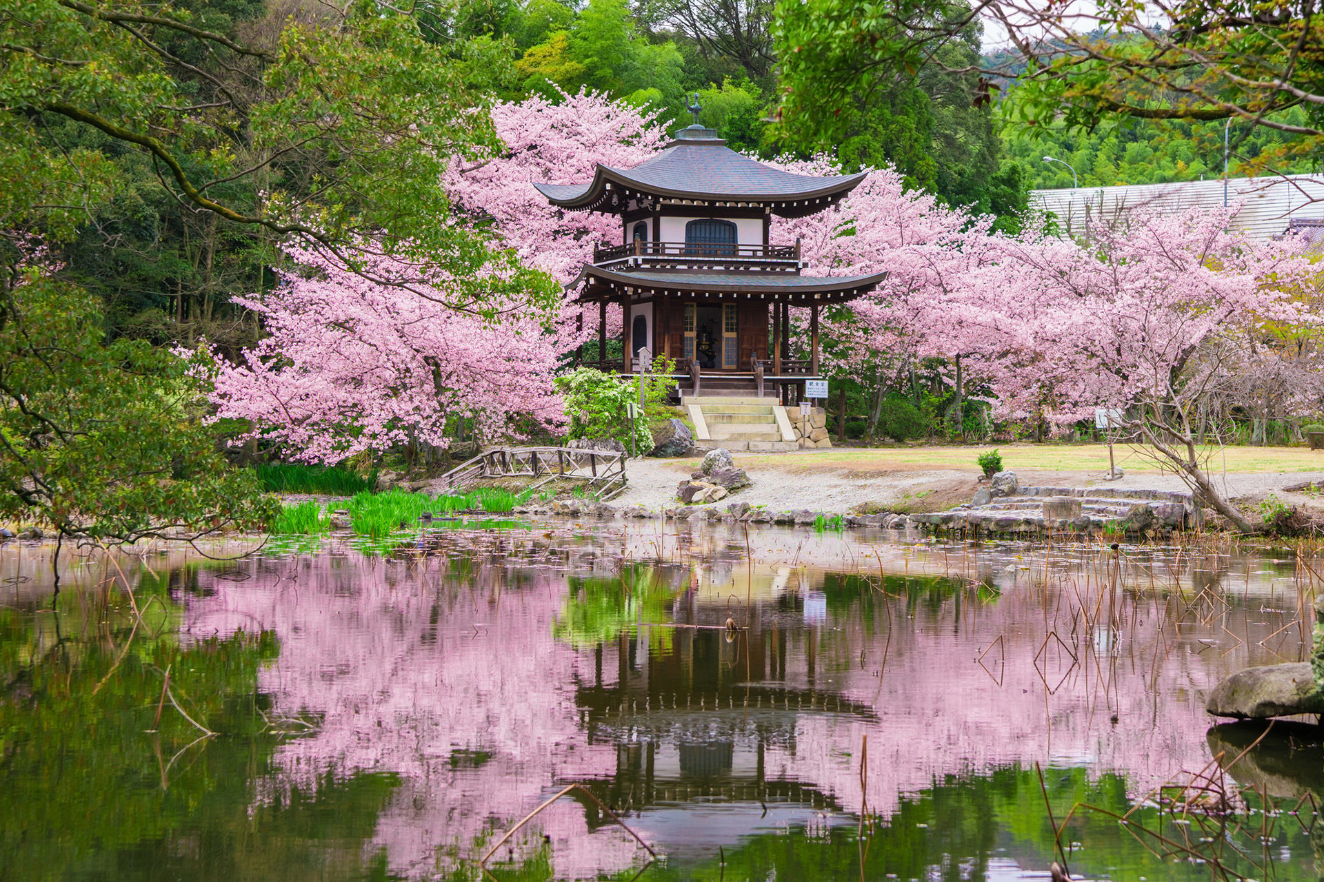 彙集了櫻花名勝的「京都」
