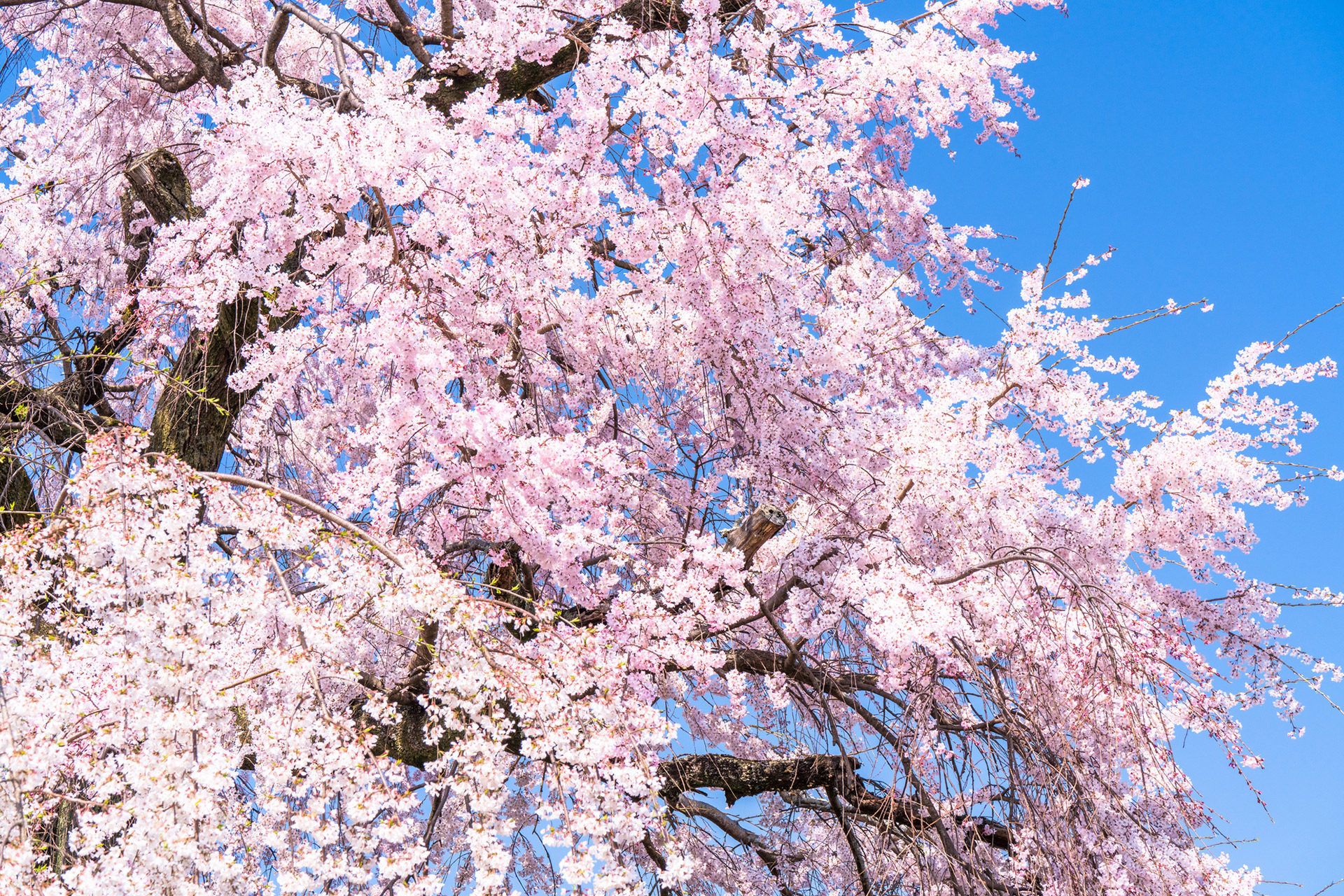 被稱為櫻花名勝的京都推薦的觀光景點是？