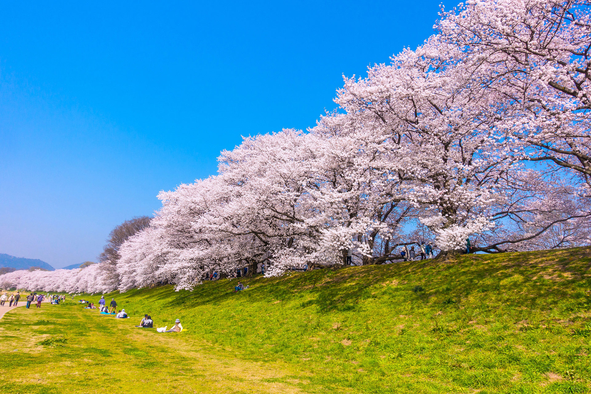 最漂亮的京都櫻花景點是
