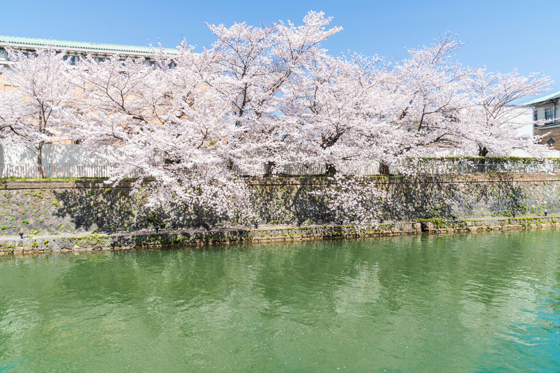 京都最早開放的櫻花景點是？