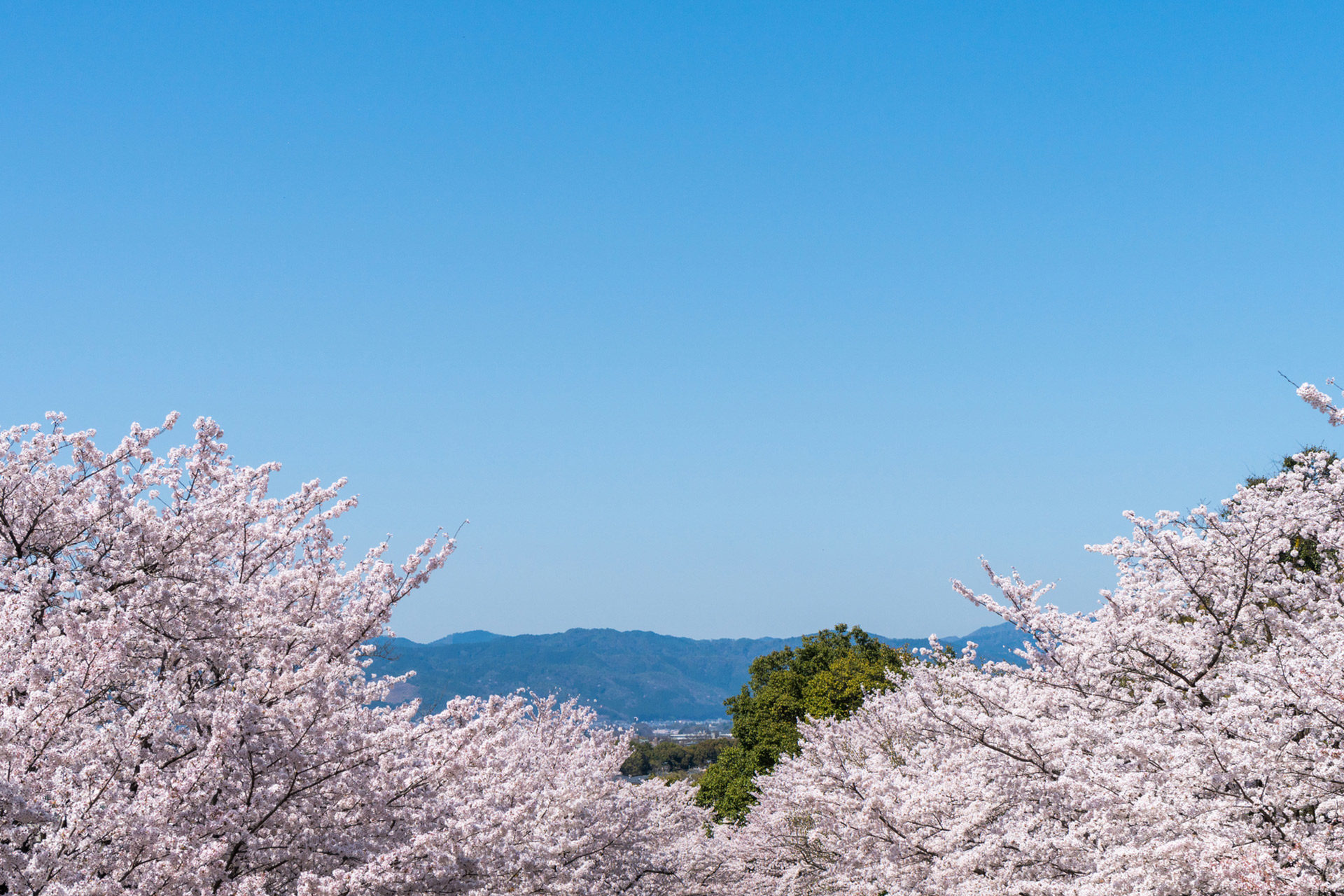 京都最美的櫻花名勝是？