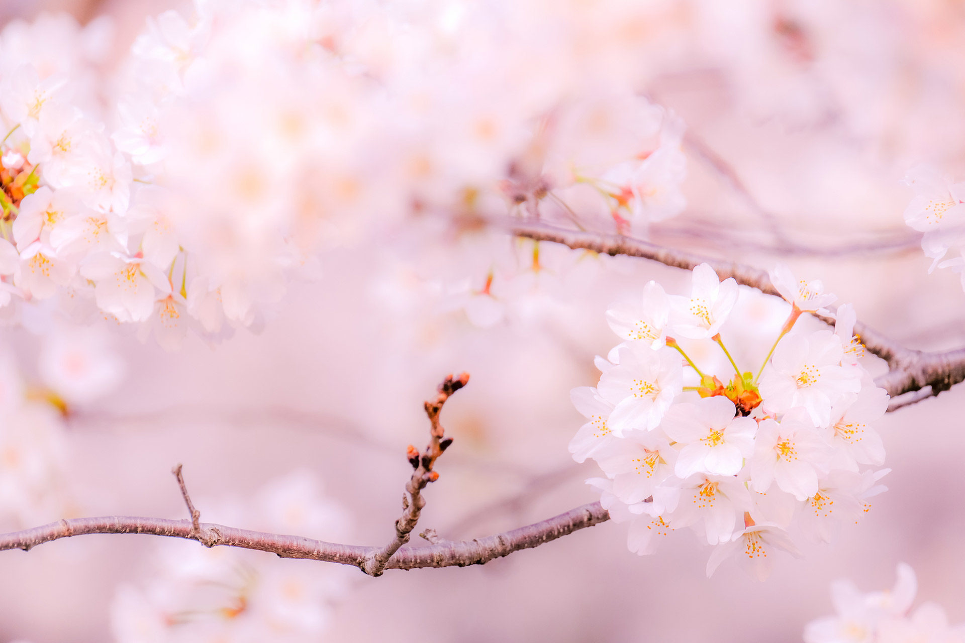京都最早開放的櫻花景點是？