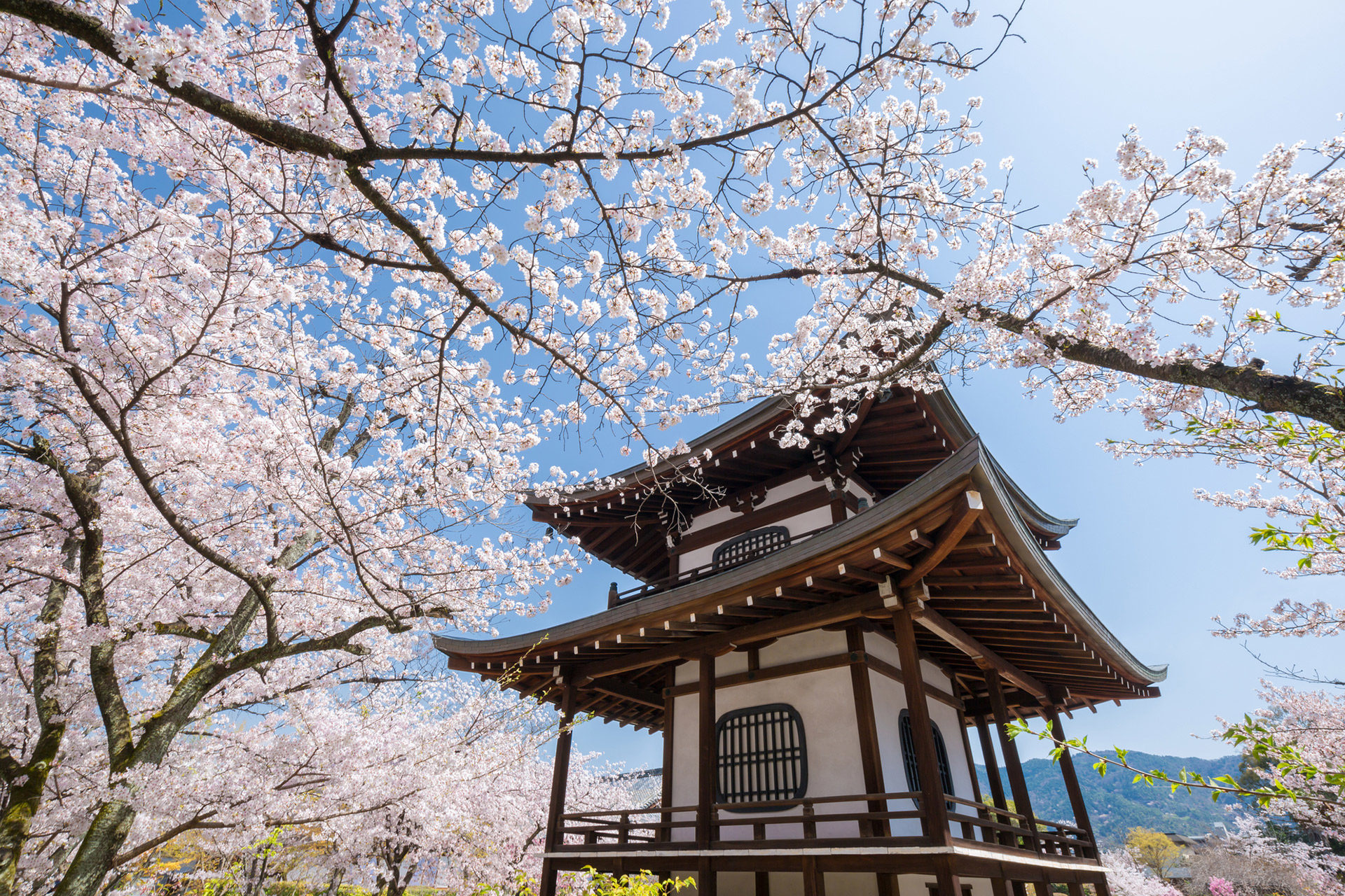現在京都的櫻花狀況是