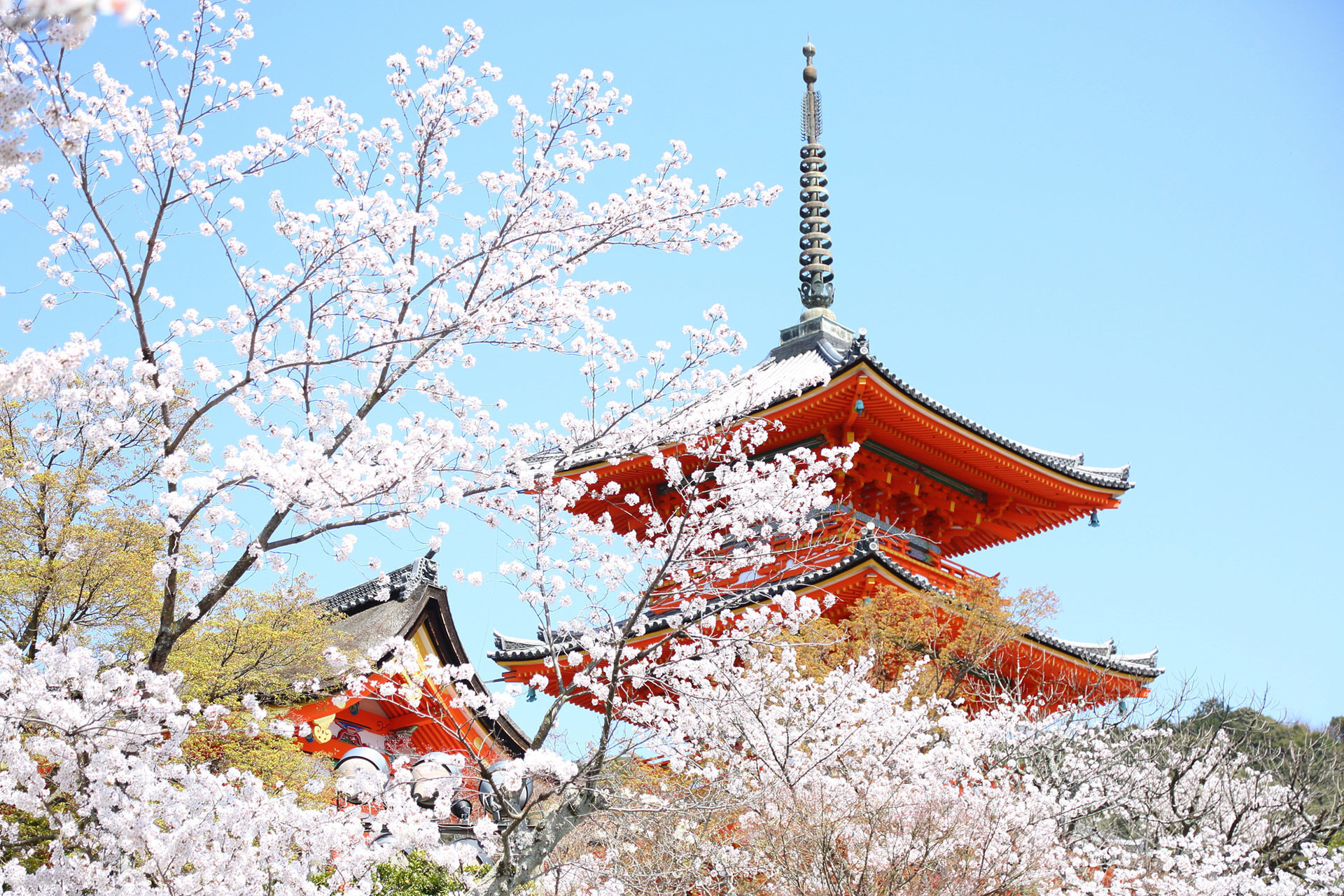 京都是日本眾多賞櫻勝地的聚集地