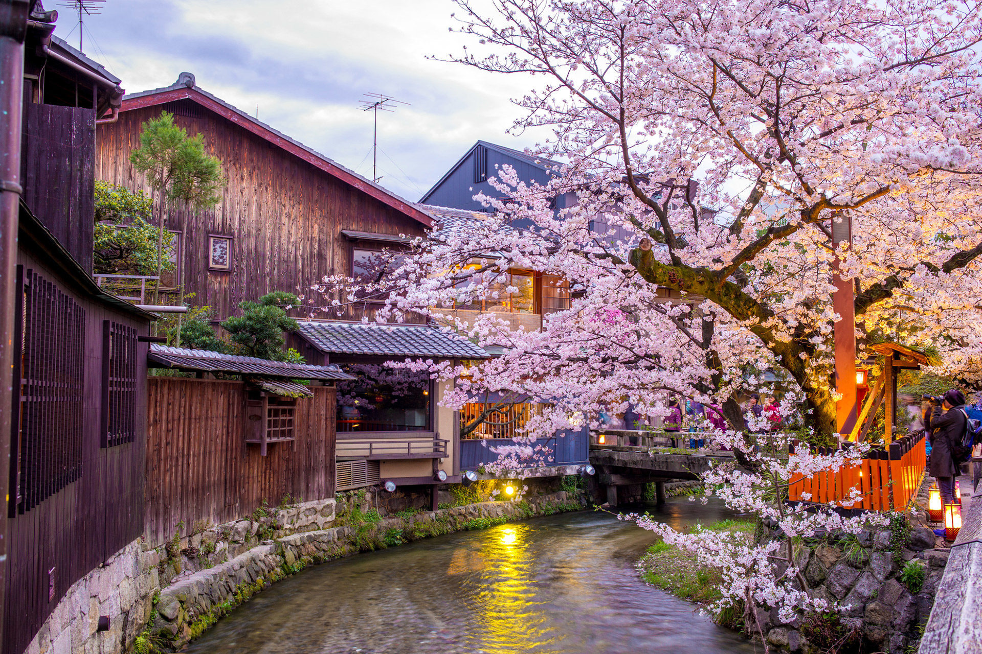 京都是日本眾多賞櫻勝地的聚集地