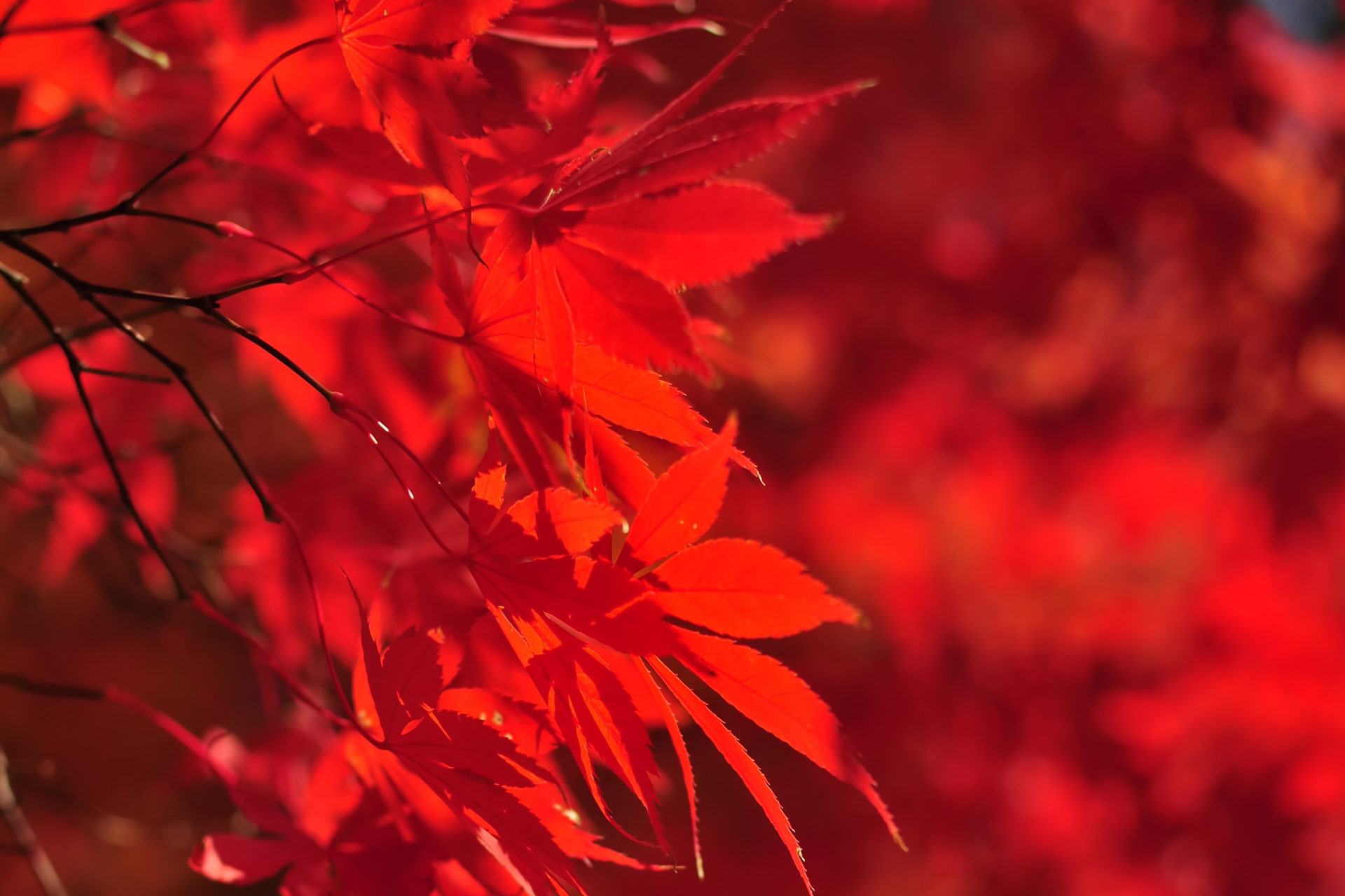 京都的楓葉、燈光資訊