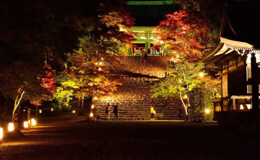 京都的楓葉、燈光資訊